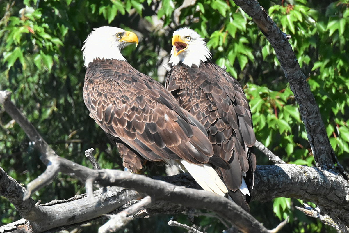 The Eagle Family of Stockport Middle Ground 07