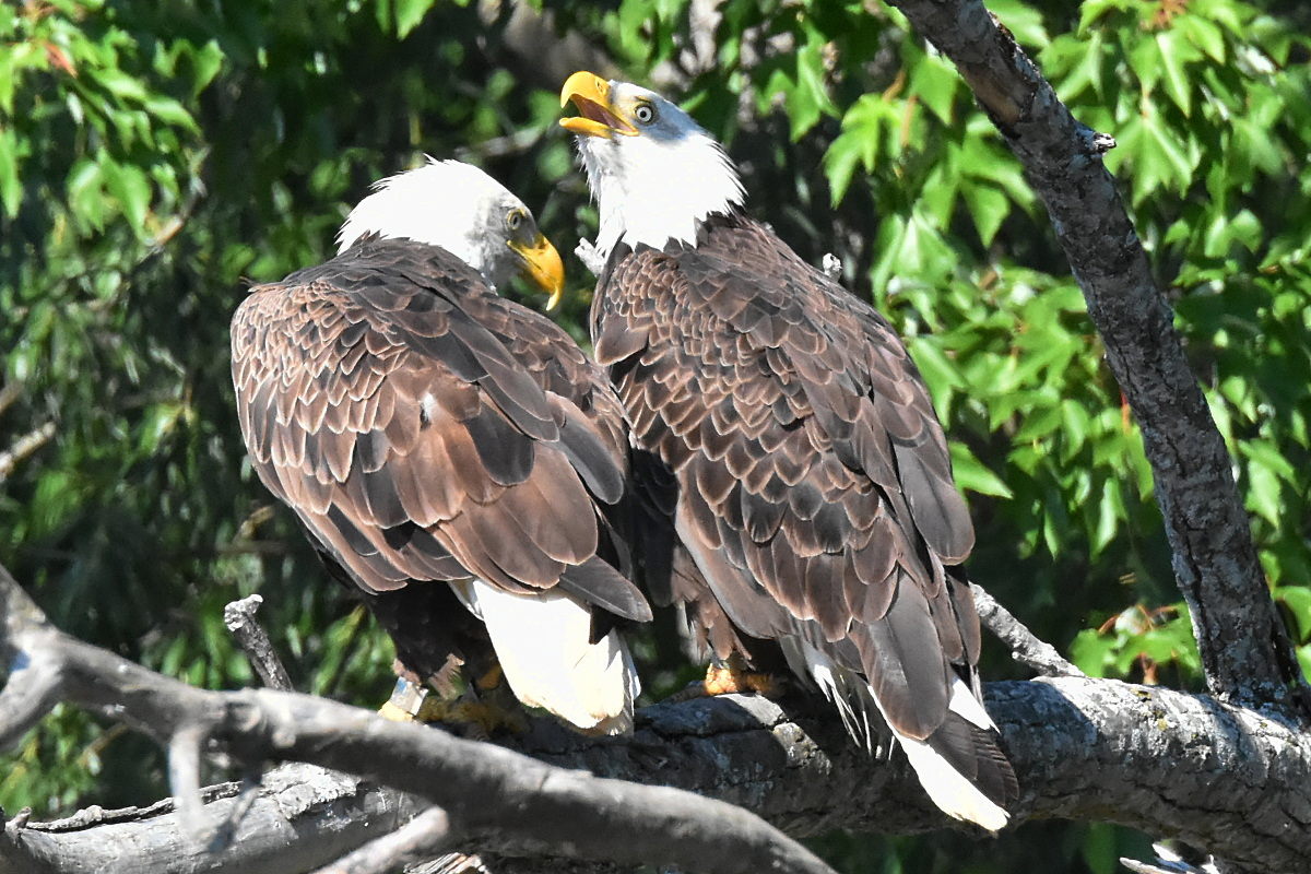 The Eagle Family of Stockport Middle Ground 08
