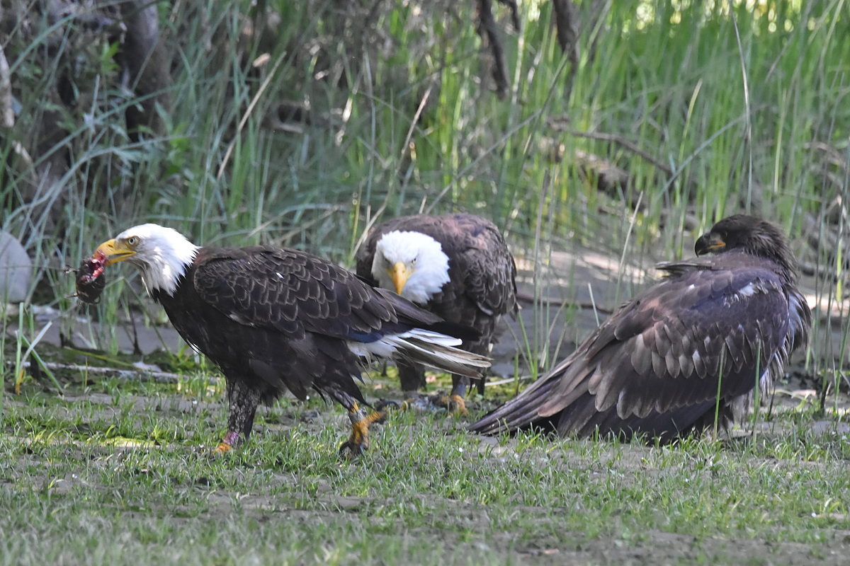 The Eagle Family of Stockport Middle Ground 10