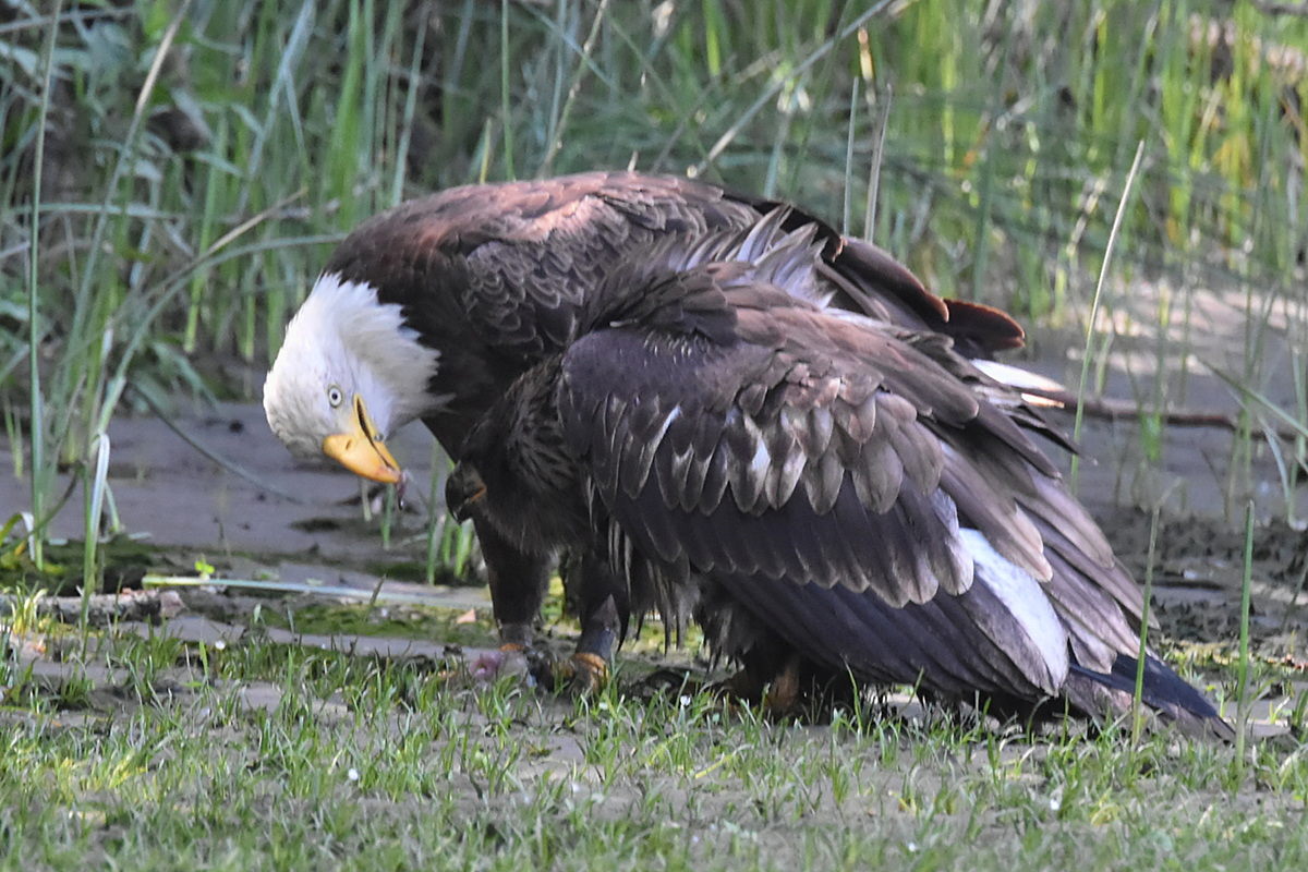The Eagle Family of Stockport Middle Ground 11