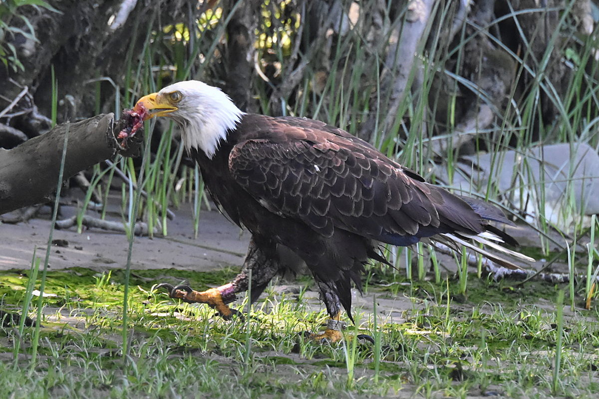 The Eagle Family of Stockport Middle Ground 12
