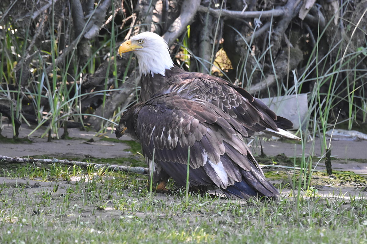 The Eagle Family of Stockport Middle Ground 13