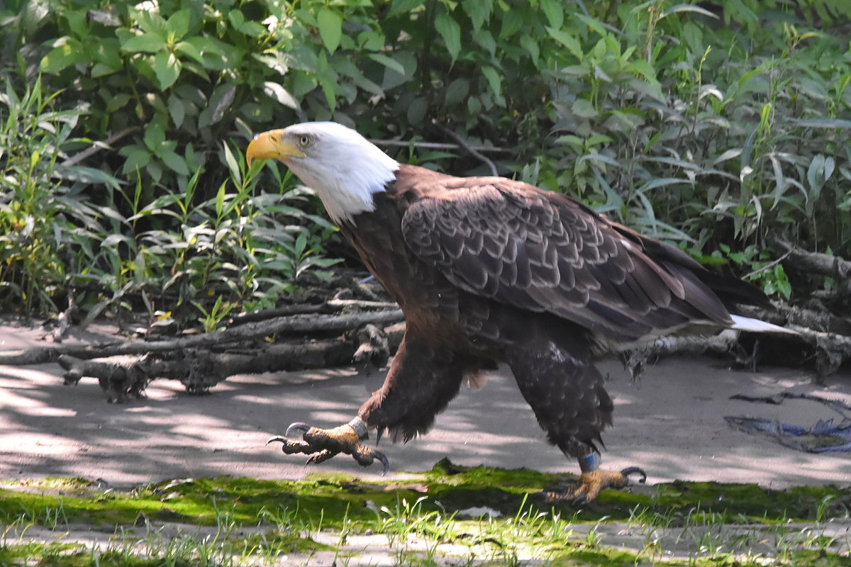 The Eagle Family of Stockport Middle Ground 14