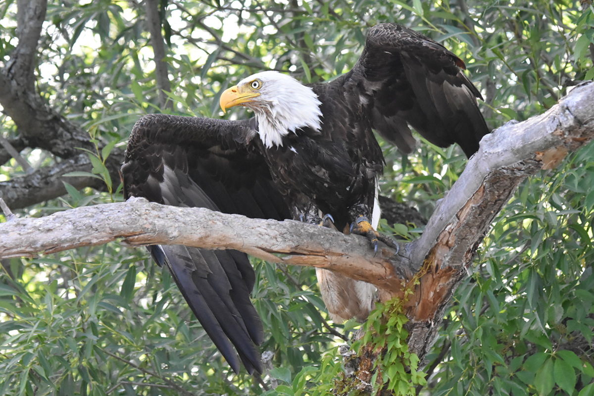 The Eagle Family of Stockport Middle Ground 15