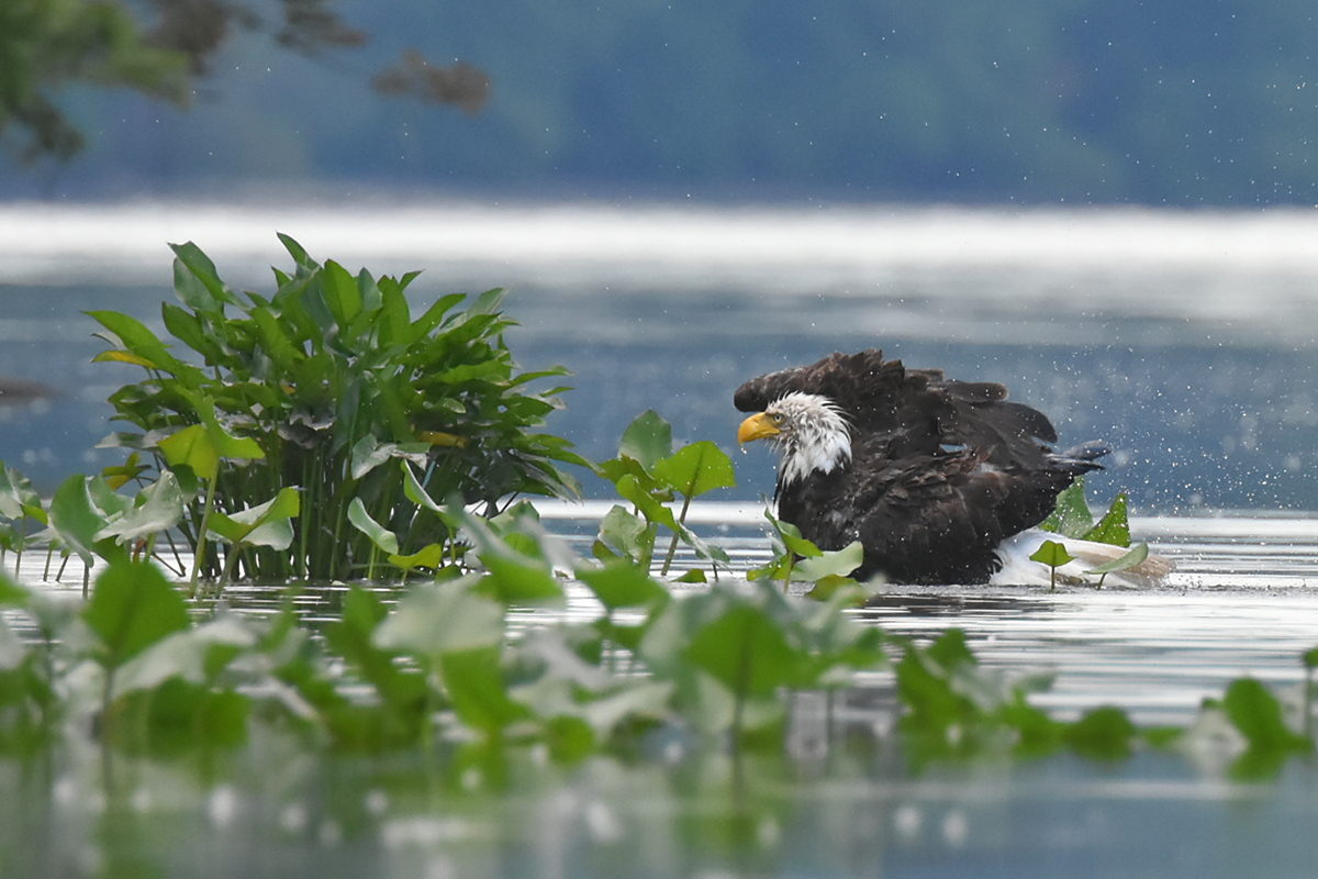 The Eagle Family of Stockport Middle Ground 16