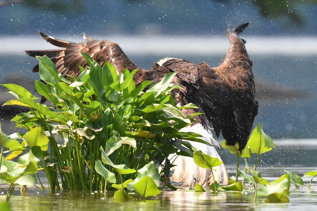 The Eagle Family of Stockport Middle Ground 18