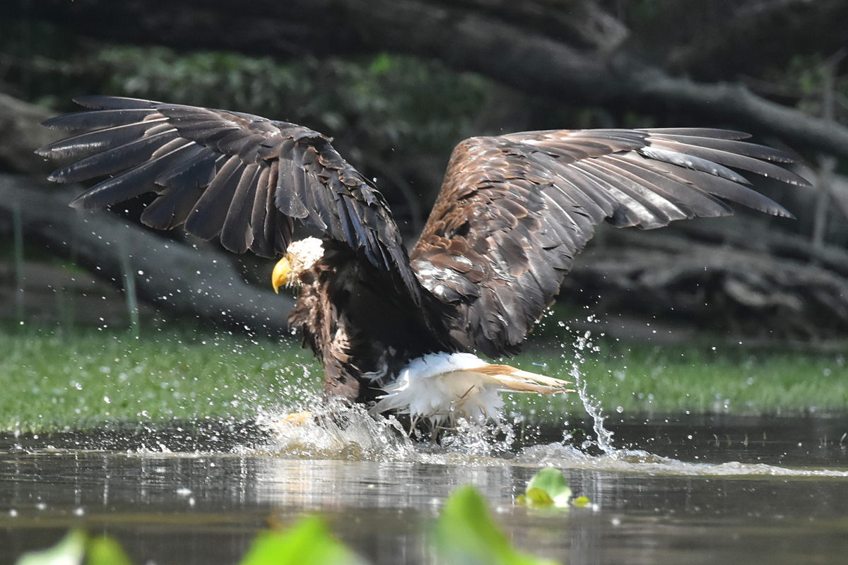 The Eagle Family of Stockport Middle Ground 19