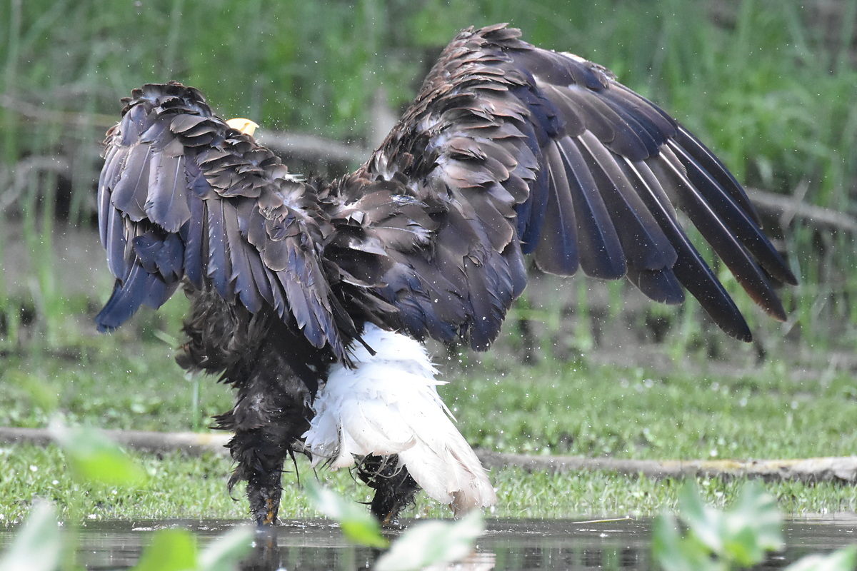 The Eagle Family of Stockport Middle Ground 20