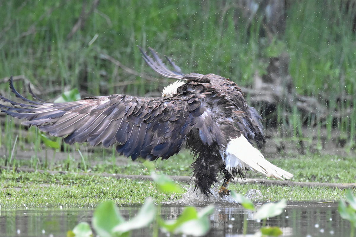 The Eagle Family of Stockport Middle Ground 21