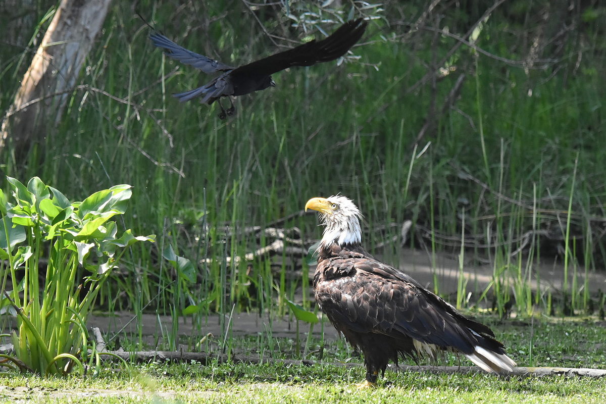 The Eagle Family of Stockport Middle Ground 22