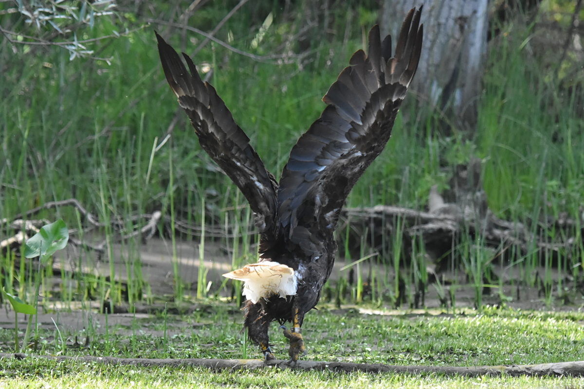 The Eagle Family of Stockport Middle Ground 23