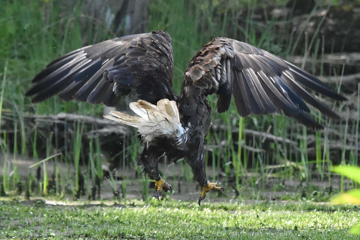 The Eagle Family of Stockport Middle Ground 24
