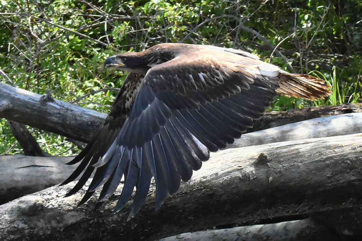 The Eagle Family of Stockport Middle Ground 25