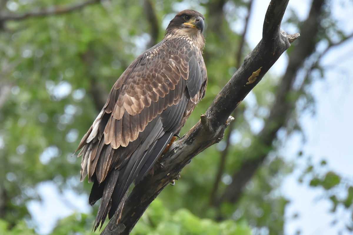 The Eagle Family of Stockport Middle Ground 26