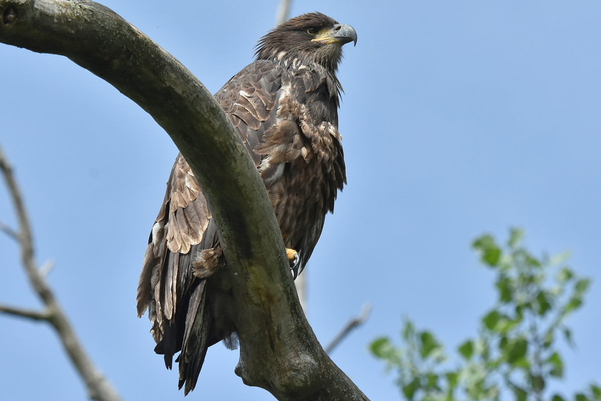 The Eagle Family of Stockport Middle Ground 27