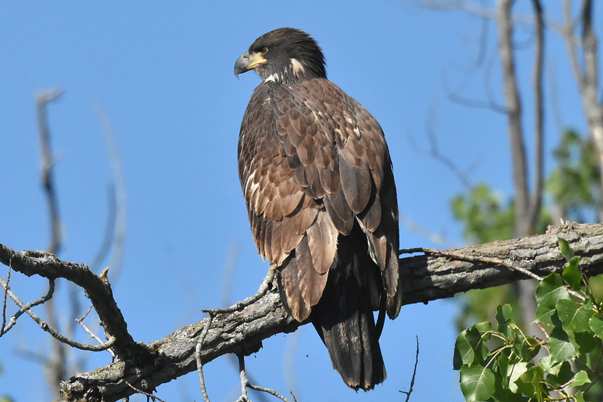 The Eagle Family of Stockport Middle Ground 28