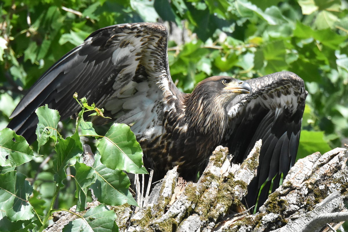 The Eagle Family of Stockport Middle Ground 29