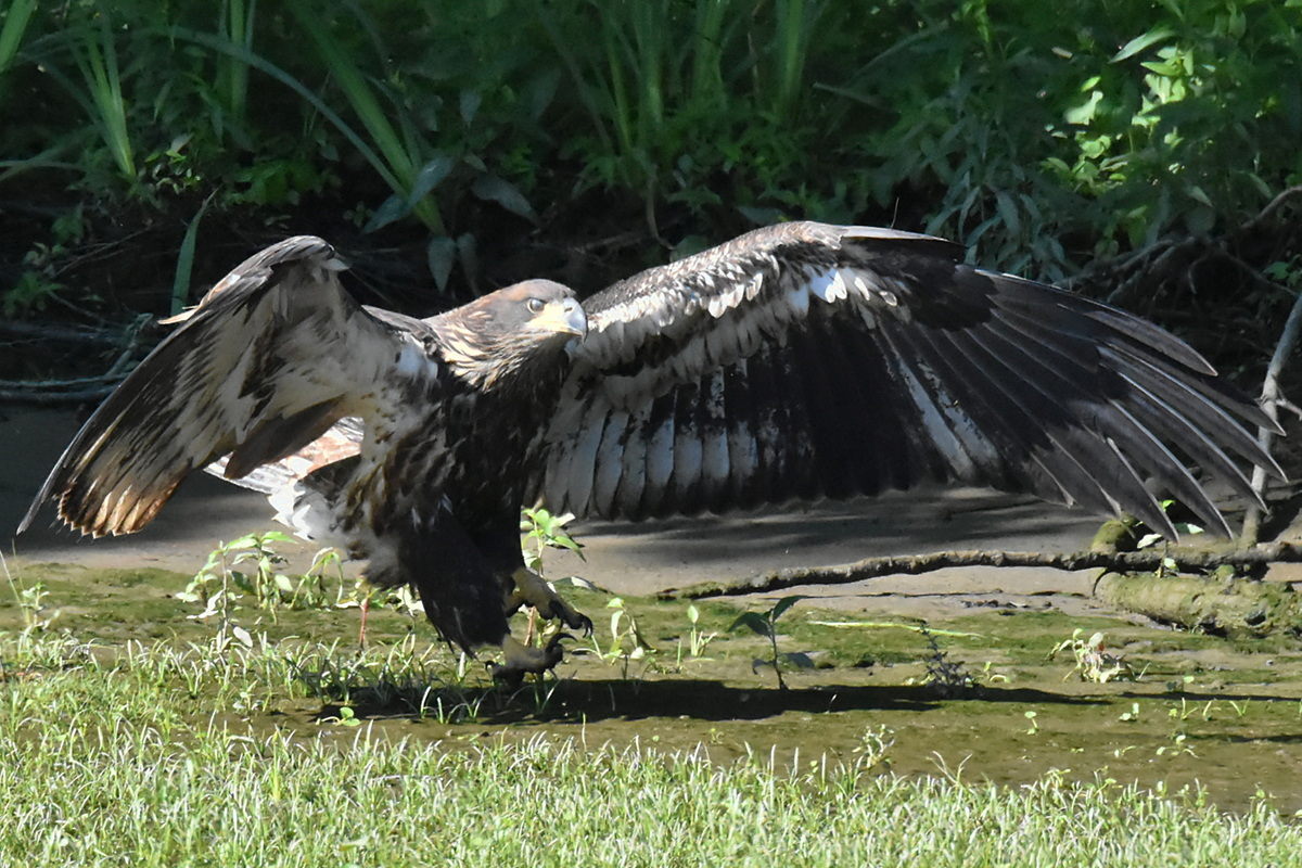 The Eagle Family of Stockport Middle Ground 30