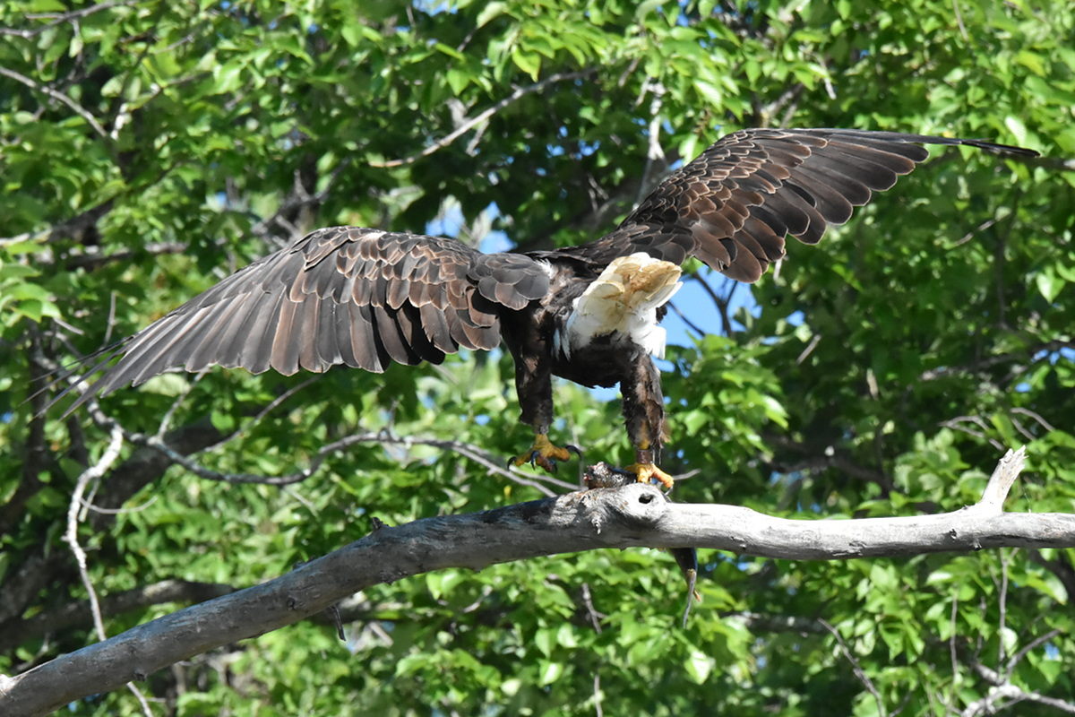 The Eagle Family of Stockport Middle Ground 32