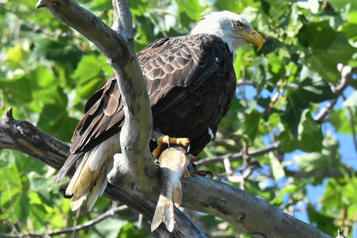 The Eagle Family of Stockport Middle Ground 33