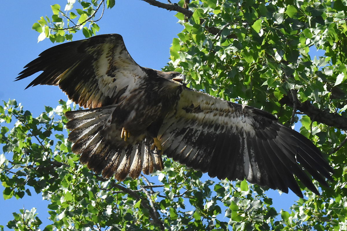 The Eagle Family of Stockport Middle Ground 35