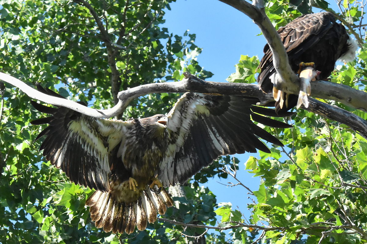 The Eagle Family of Stockport Middle Ground 36