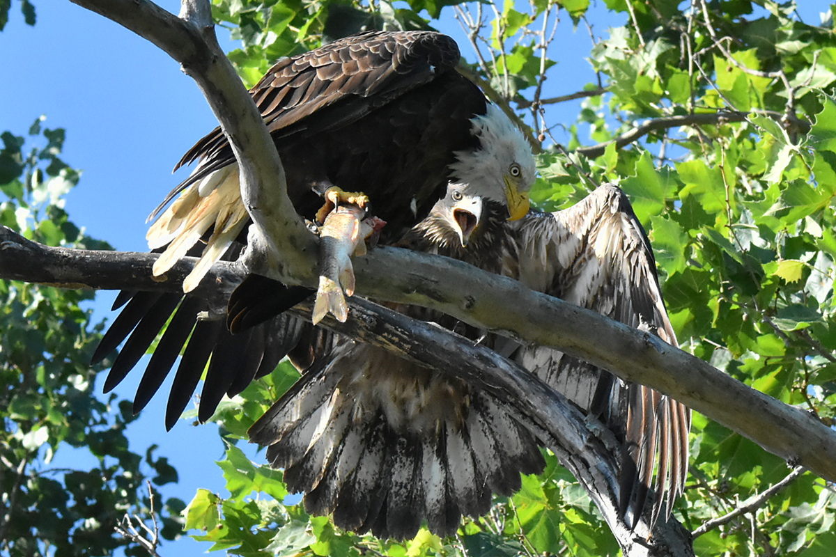 The Eagle Family of Stockport Middle Ground 37