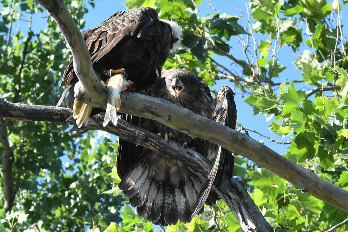 The Eagle Family of Stockport Middle Ground 38