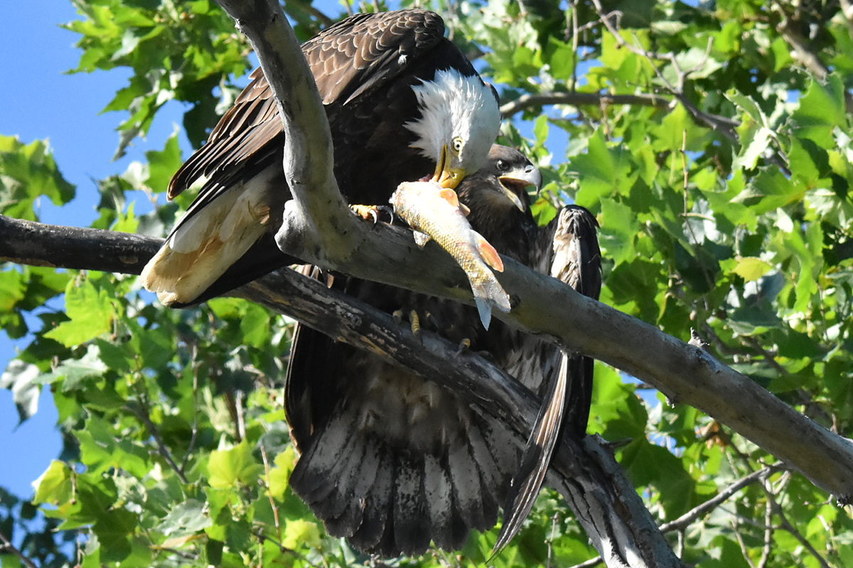 The Eagle Family of Stockport Middle Ground 39