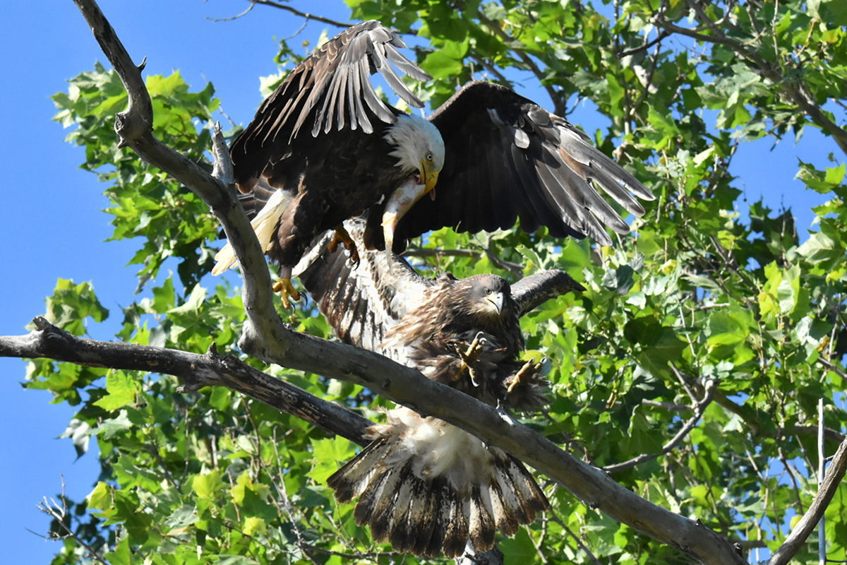 The Eagle Family of Stockport Middle Ground 40