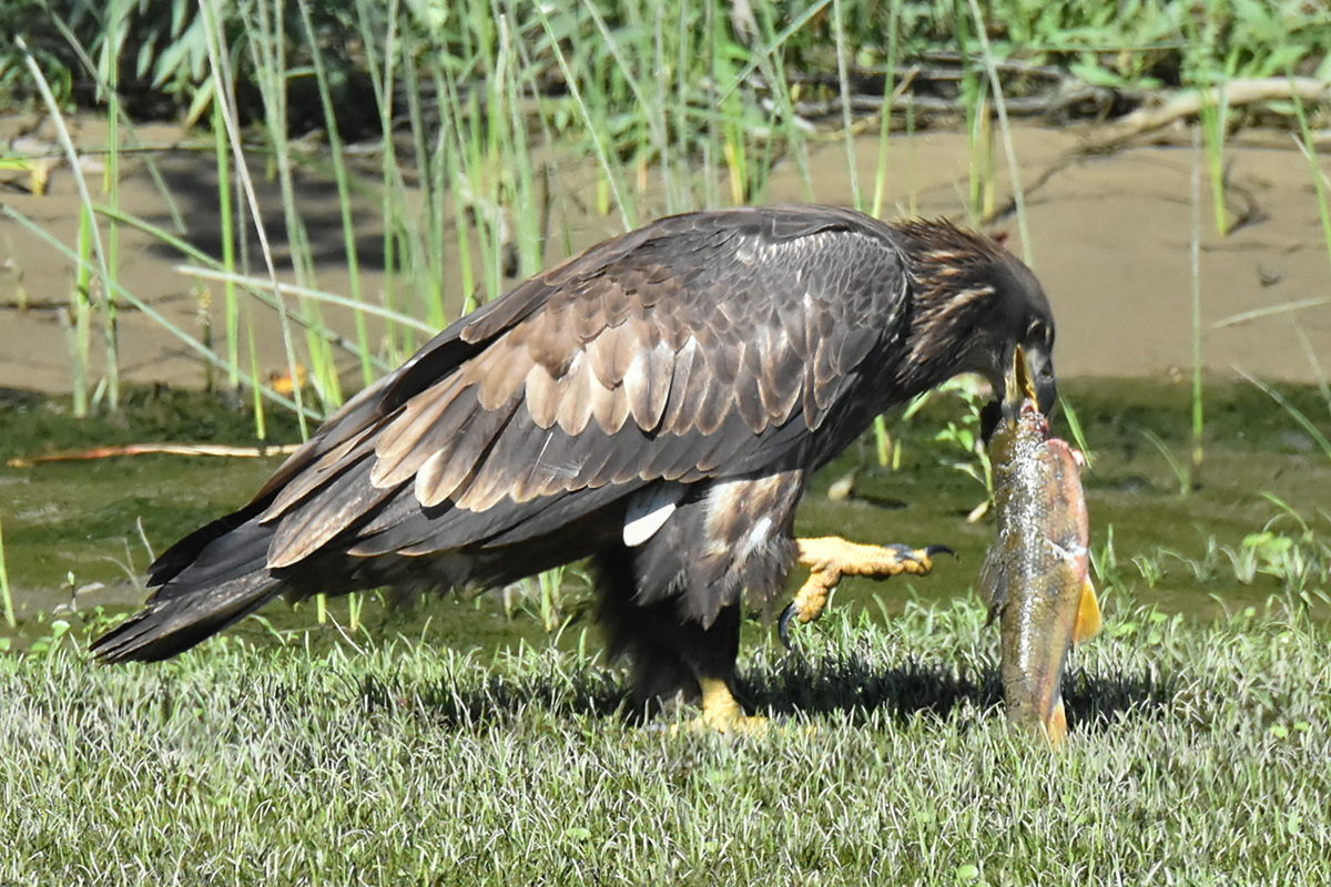 The Eagle Family of Stockport Middle Ground 41