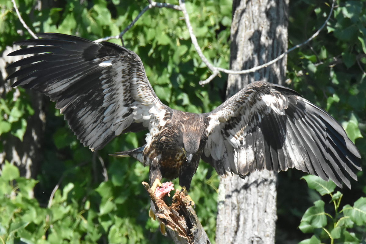 The Eagle Family of Stockport Middle Ground 43
