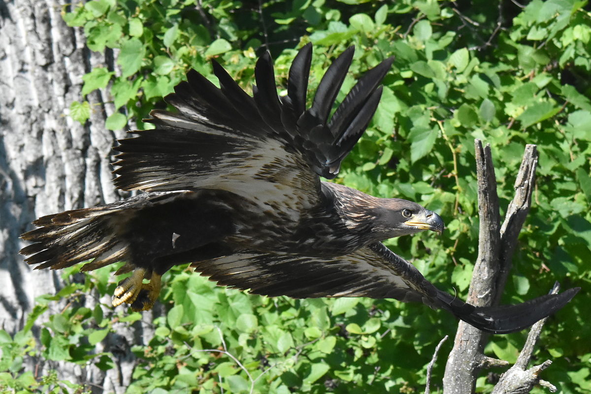 The Eagle Family of Stockport Middle Ground 44