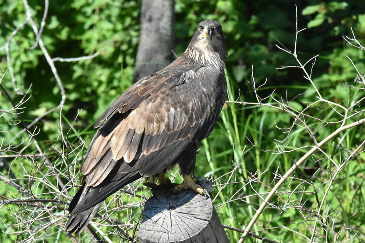 The Eagle Family of Stockport Middle Ground 45