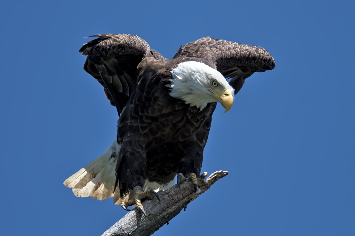 Leaving the Nest at Stockport Middle Ground 02