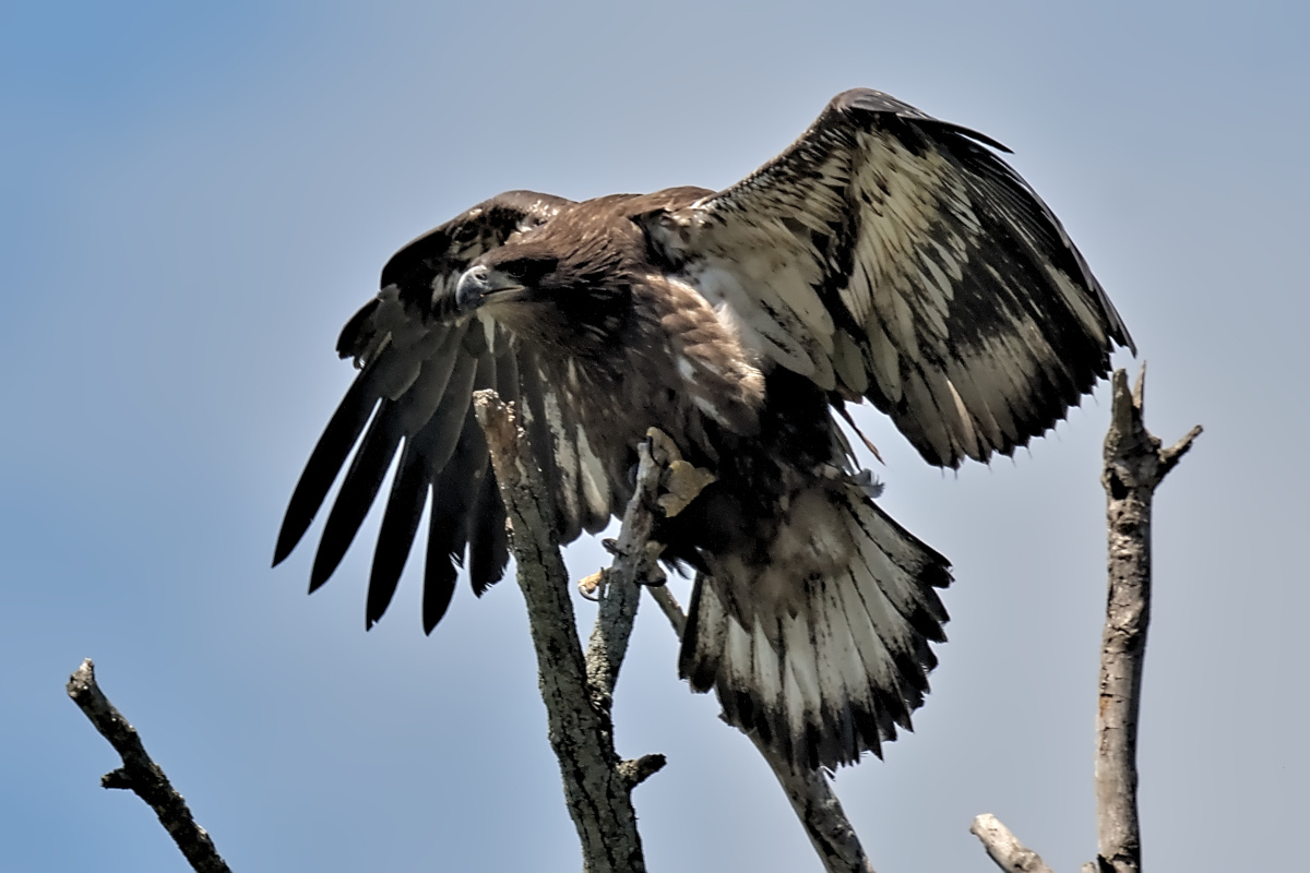Leaving the Nest at Stockport Middle Ground 03