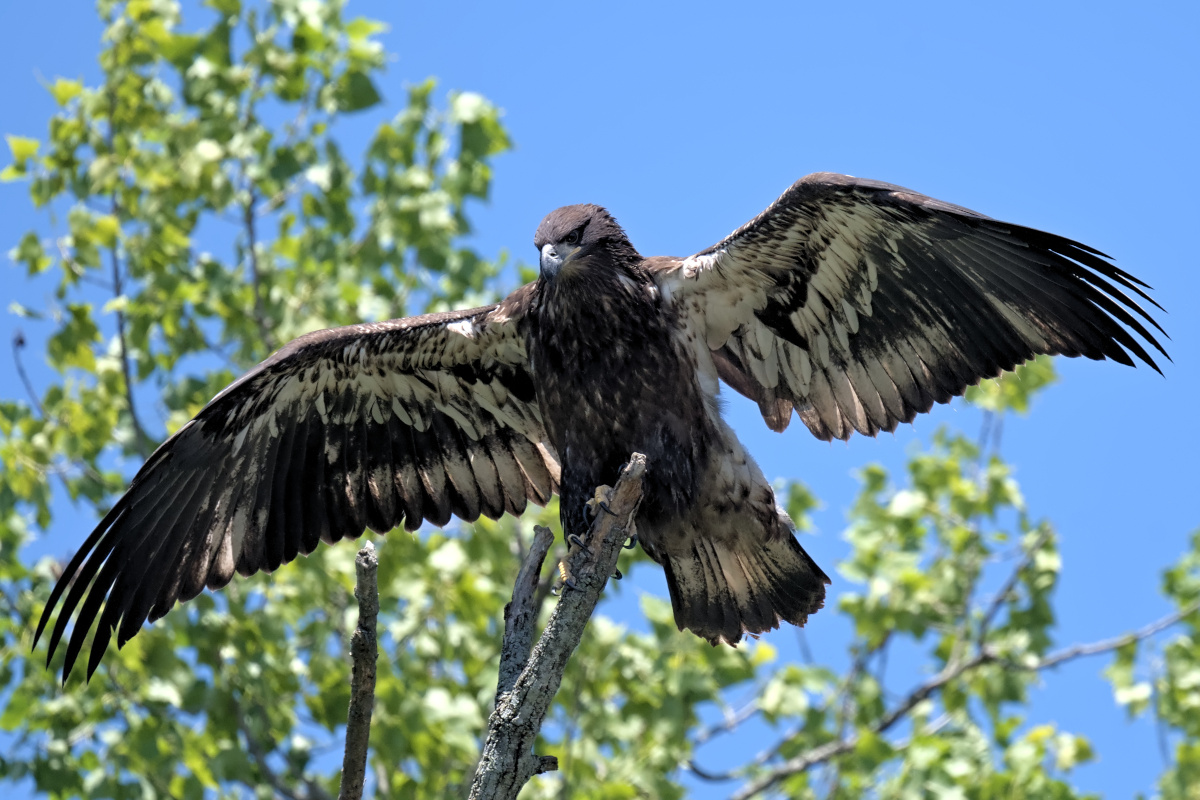Leaving the Nest at Stockport Middle Ground 04