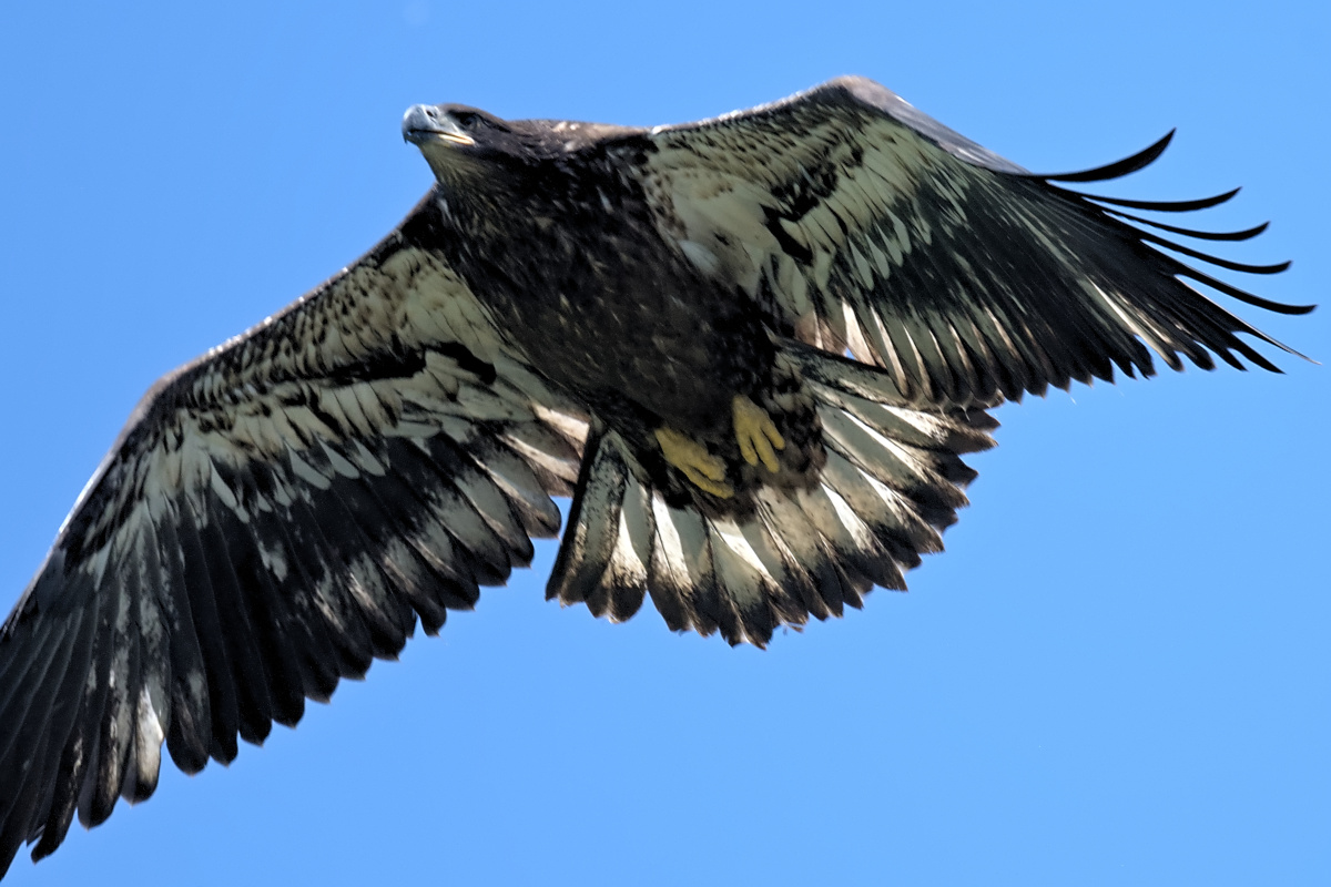 Leaving the Nest at Stockport Middle Ground 05