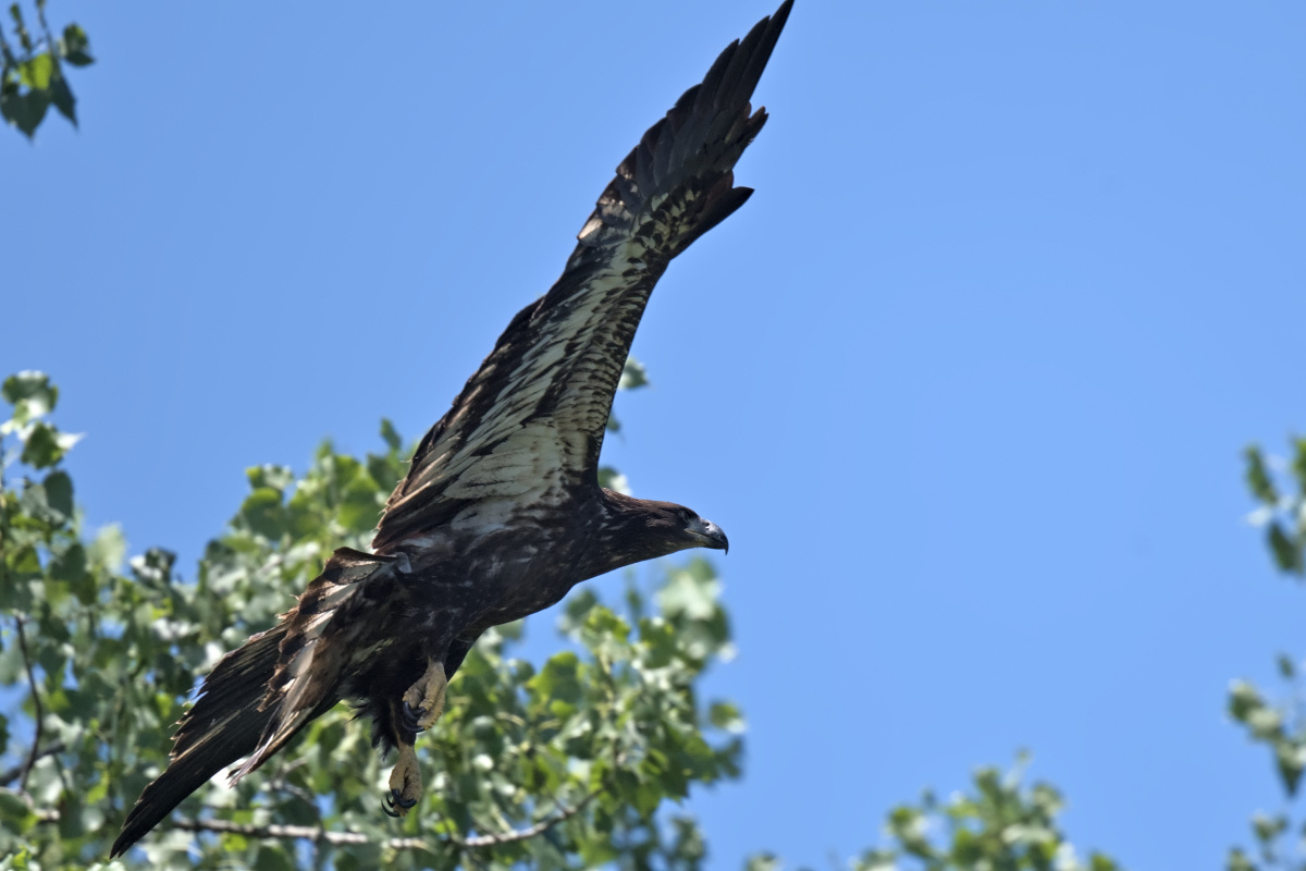 Leaving the Nest at Stockport Middle Ground 06