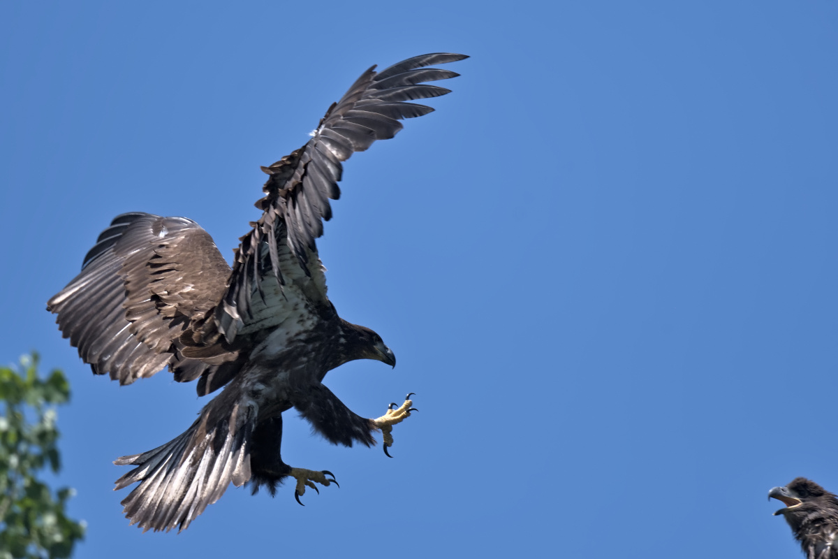 Leaving the Nest at Stockport Middle Ground 07