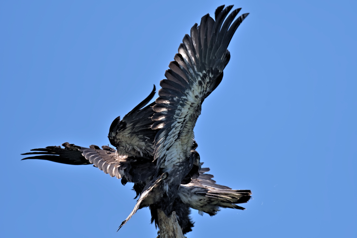 Leaving the Nest at Stockport Middle Ground 08