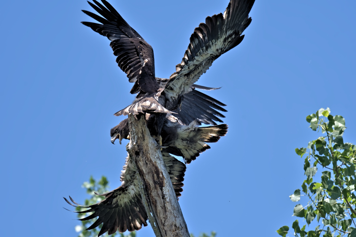 Leaving the Nest at Stockport Middle Ground 09