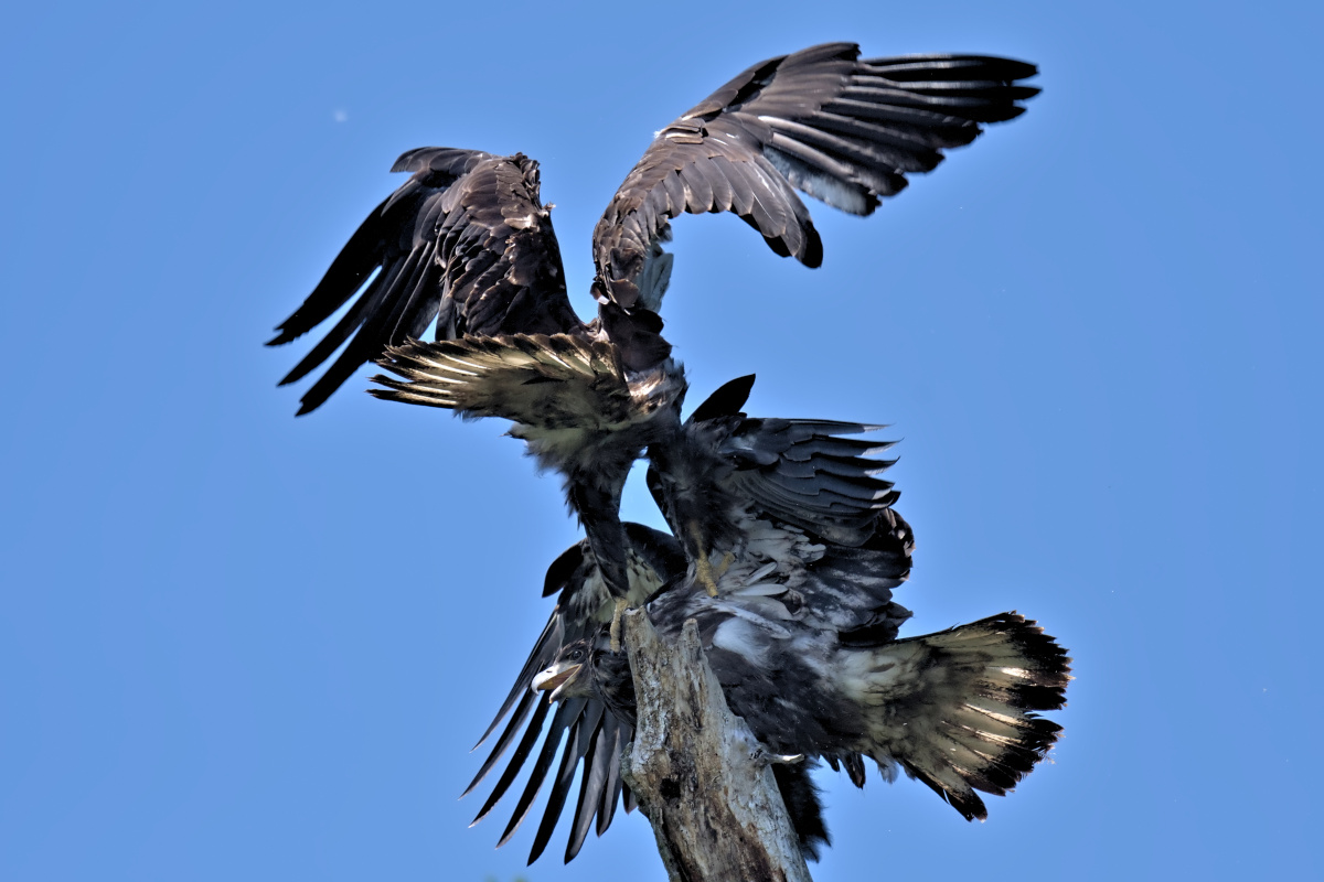 Leaving the Nest at Stockport Middle Ground 10