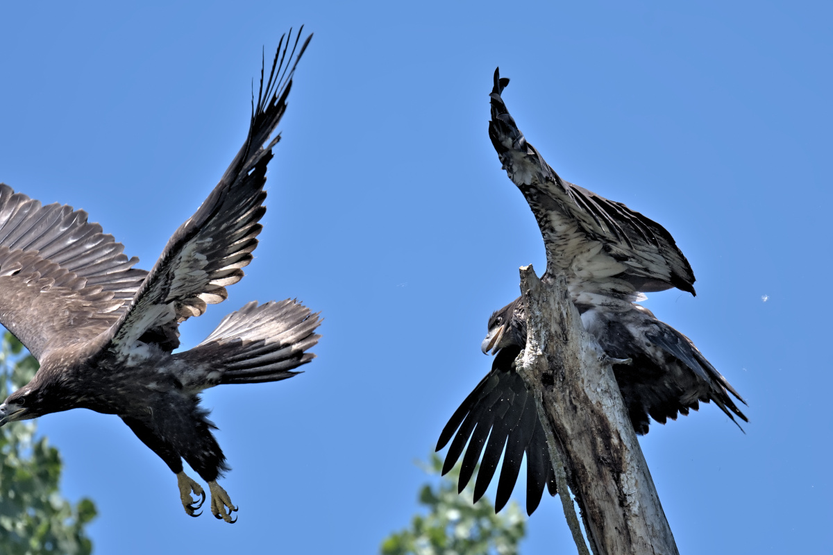 Leaving the Nest at Stockport Middle Ground 11