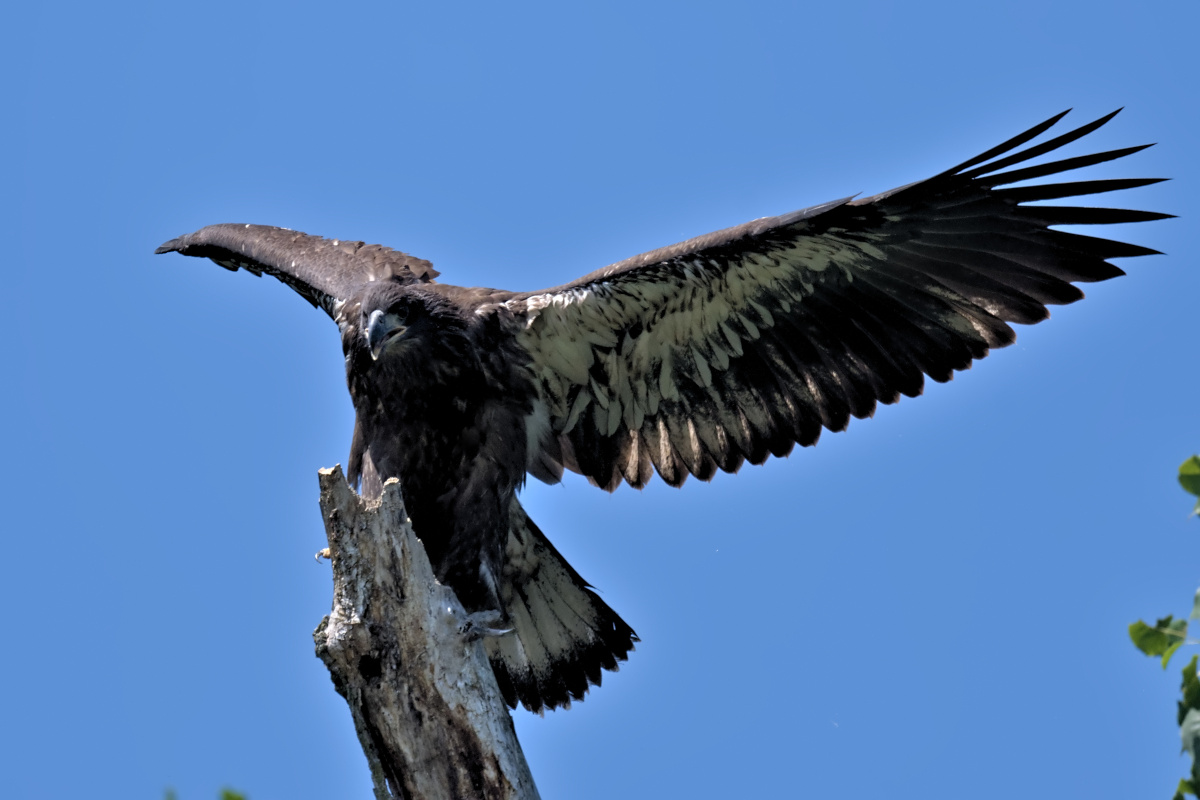Leaving the Nest at Stockport Middle Ground 12