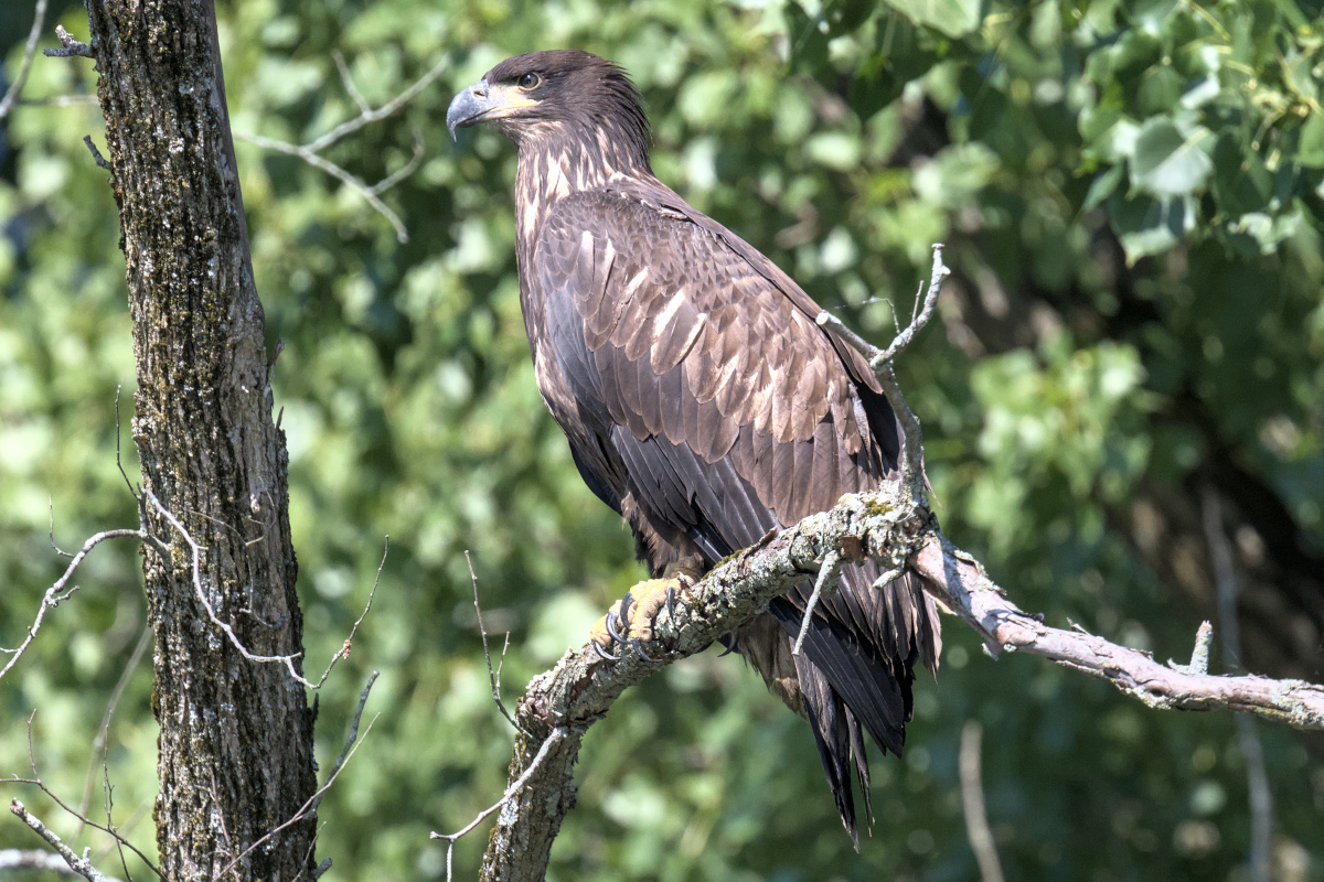 Leaving the Nest at Stockport Middle Ground 13