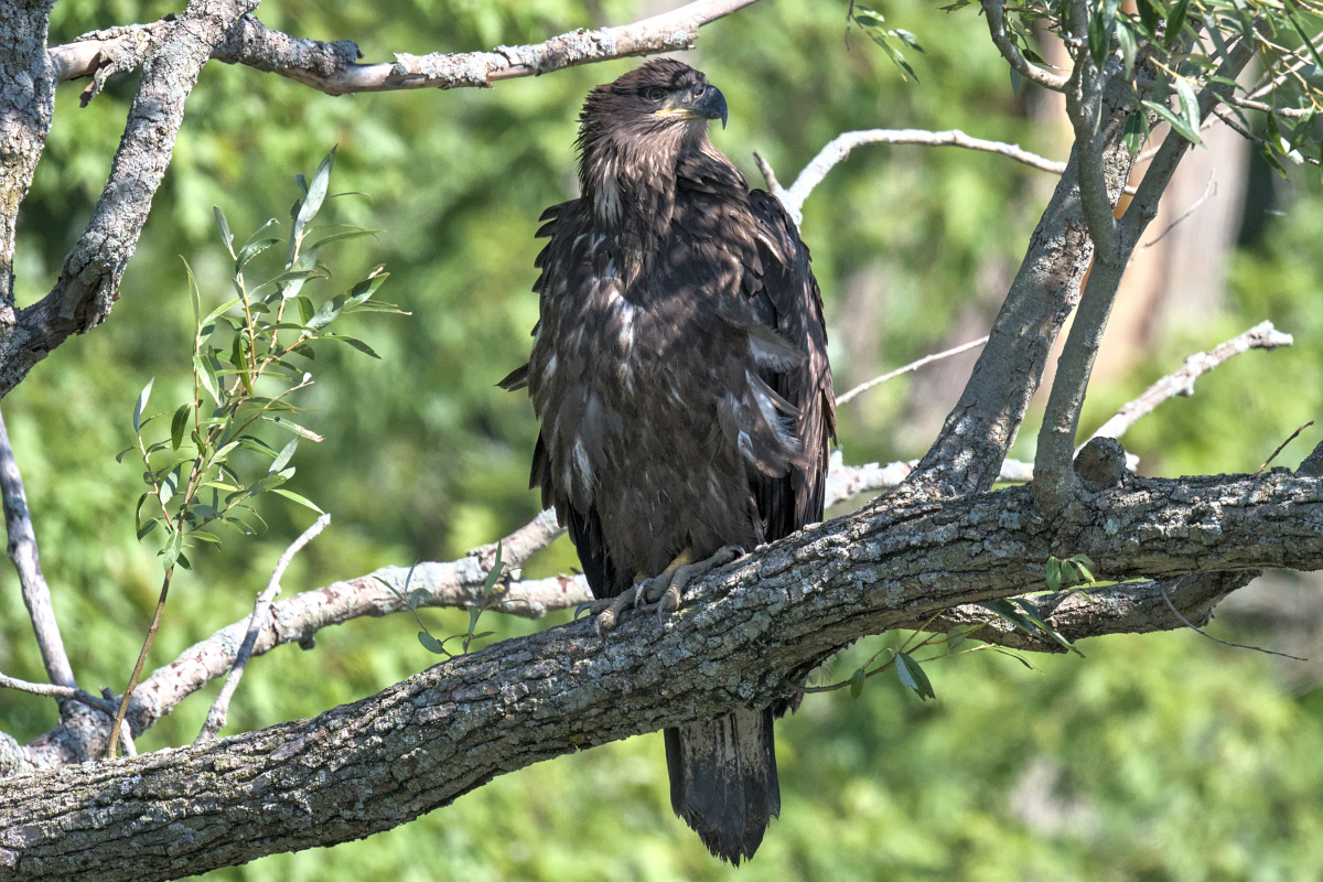Leaving the Nest at Stockport Middle Ground 15
