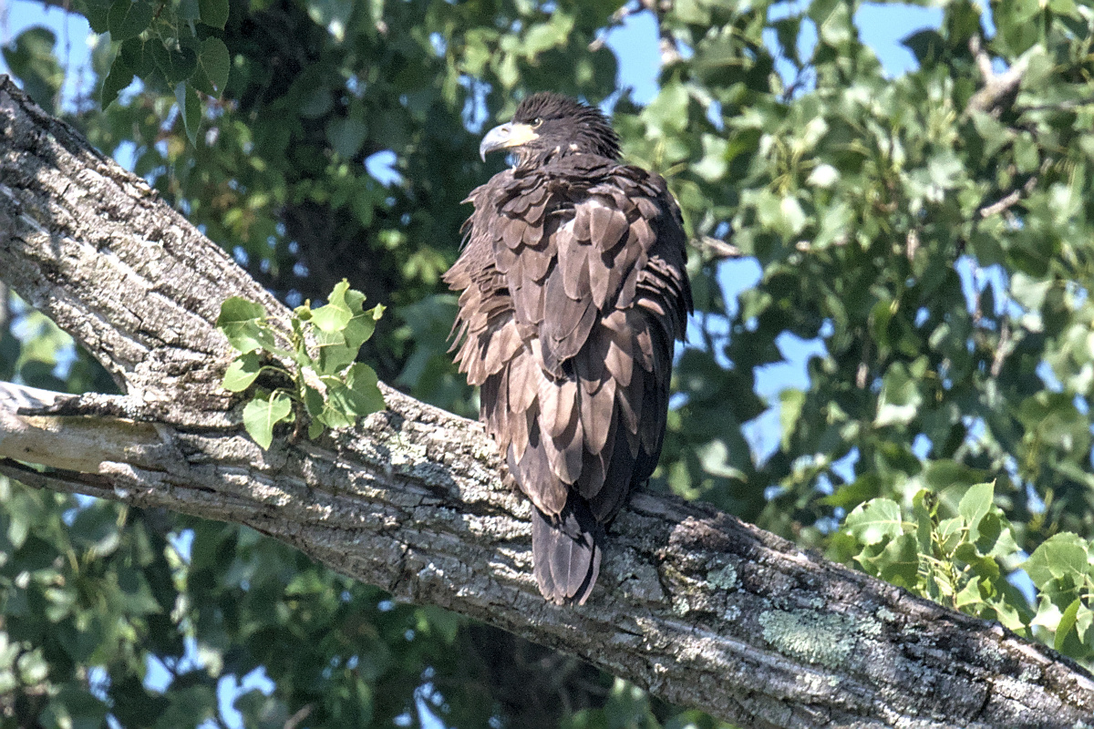 Leaving the Nest at Stockport Middle Ground 16