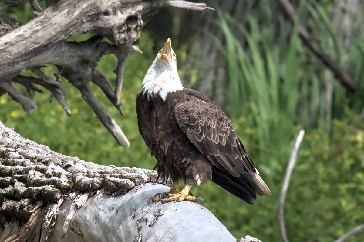 Leaving the Nest at Stockport Middle Ground 17