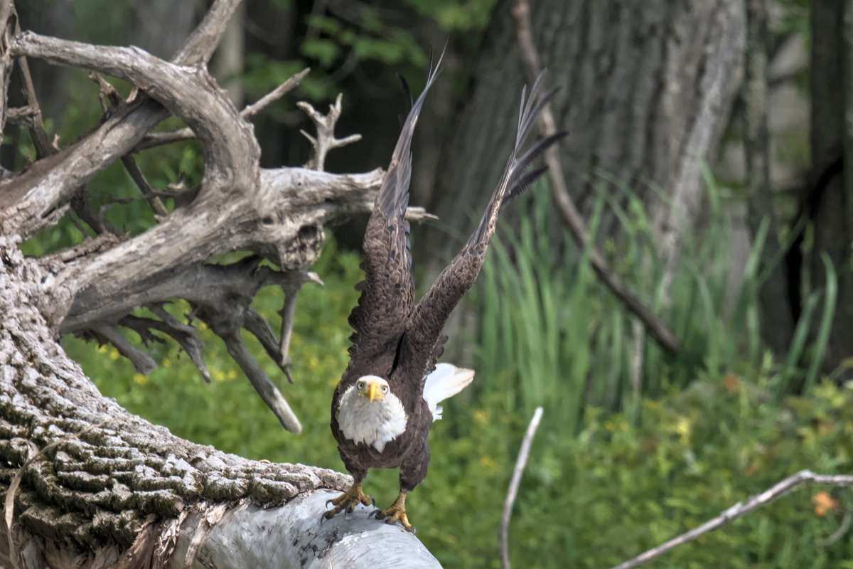 Leaving the Nest at Stockport Middle Ground 18
